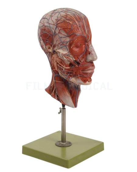 Head and Brain Model